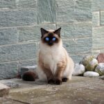 8 Cat Breeds That Would Make Good Guarding Pets