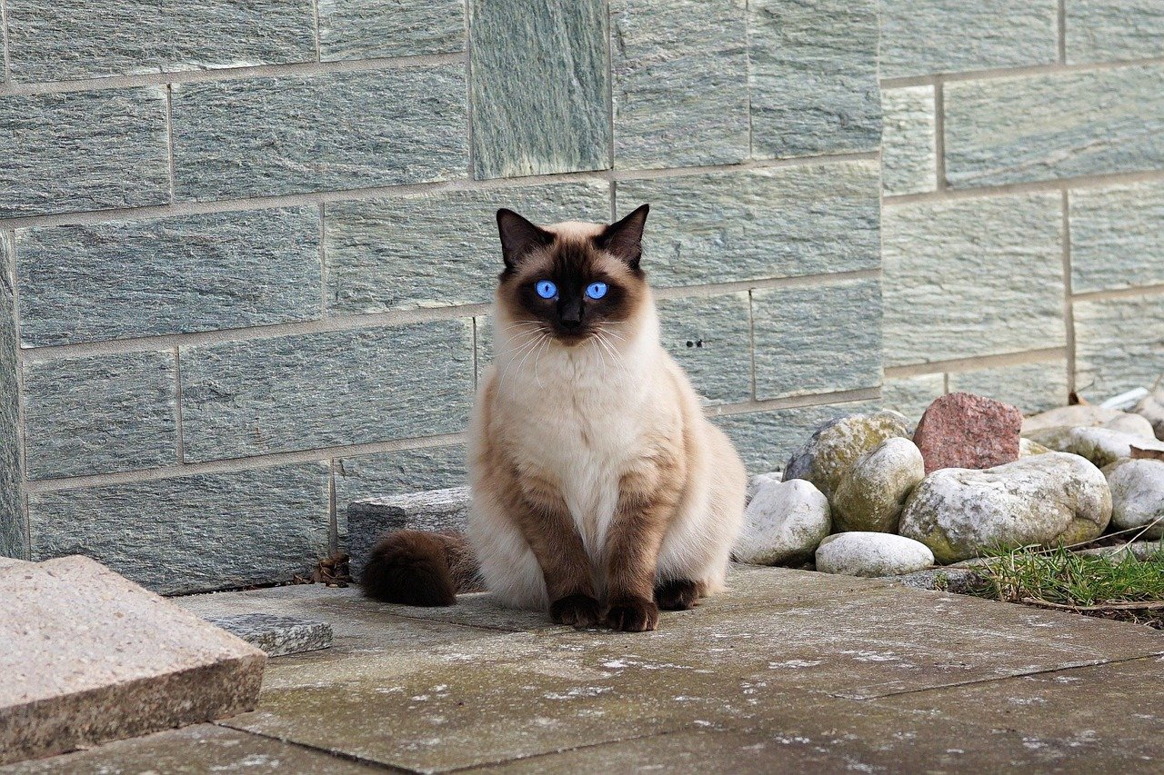 8 Cat Breeds That Would Make Good Guarding Pets