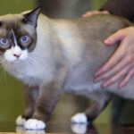If You're Over 50, Here are the Best Cat Breeds for You