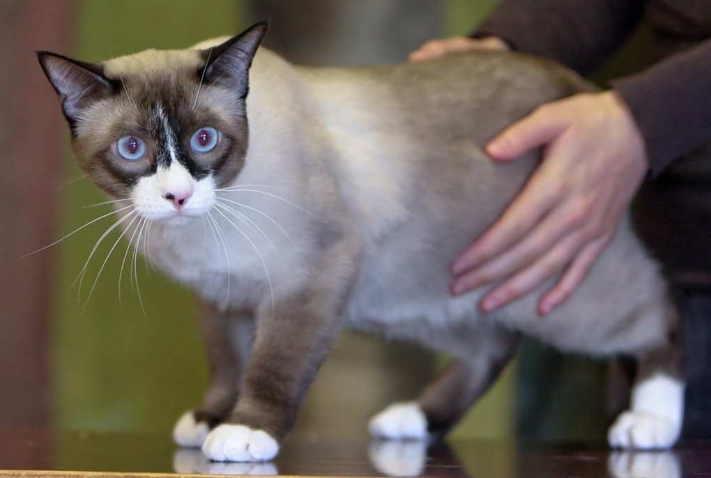 If You're Over 50, Here are the Best Cat Breeds for You