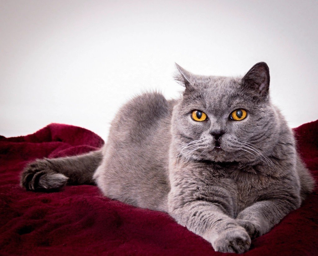 10 Best Cat Breeds for New Pet Owners