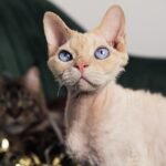 9 Cat Breeds That Could Be an Aquarian Soul Mate