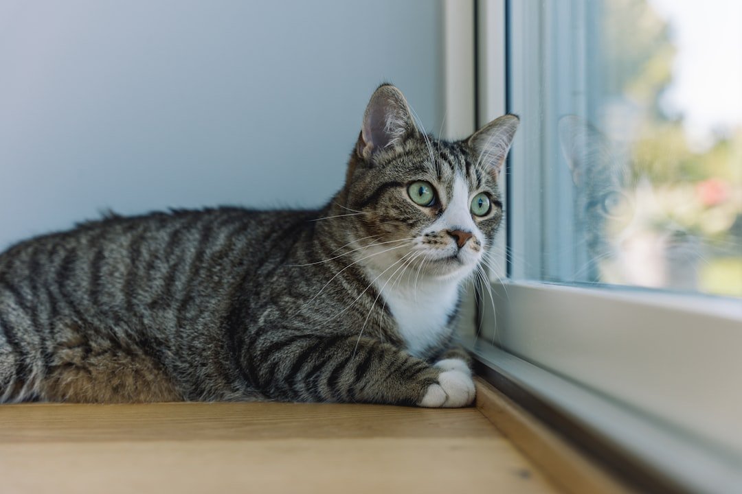 Are Indoor Cats Secretly Bored - Even When They Seem Content?