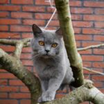 9 Natural Cat Behaviors You Should Never Discourage