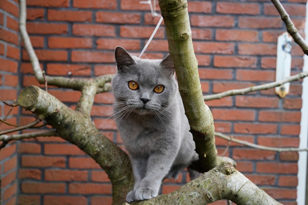 9 Natural Cat Behaviors You Should Never Discourage