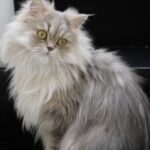 Virgo, Here's a Tidy, Low-Maintenance Cat Breed for You