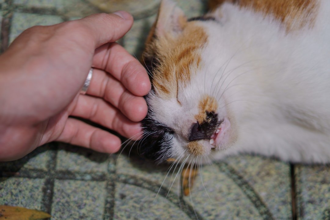 The Zodiac Signs That Would Benefit From a Cat as a Pet