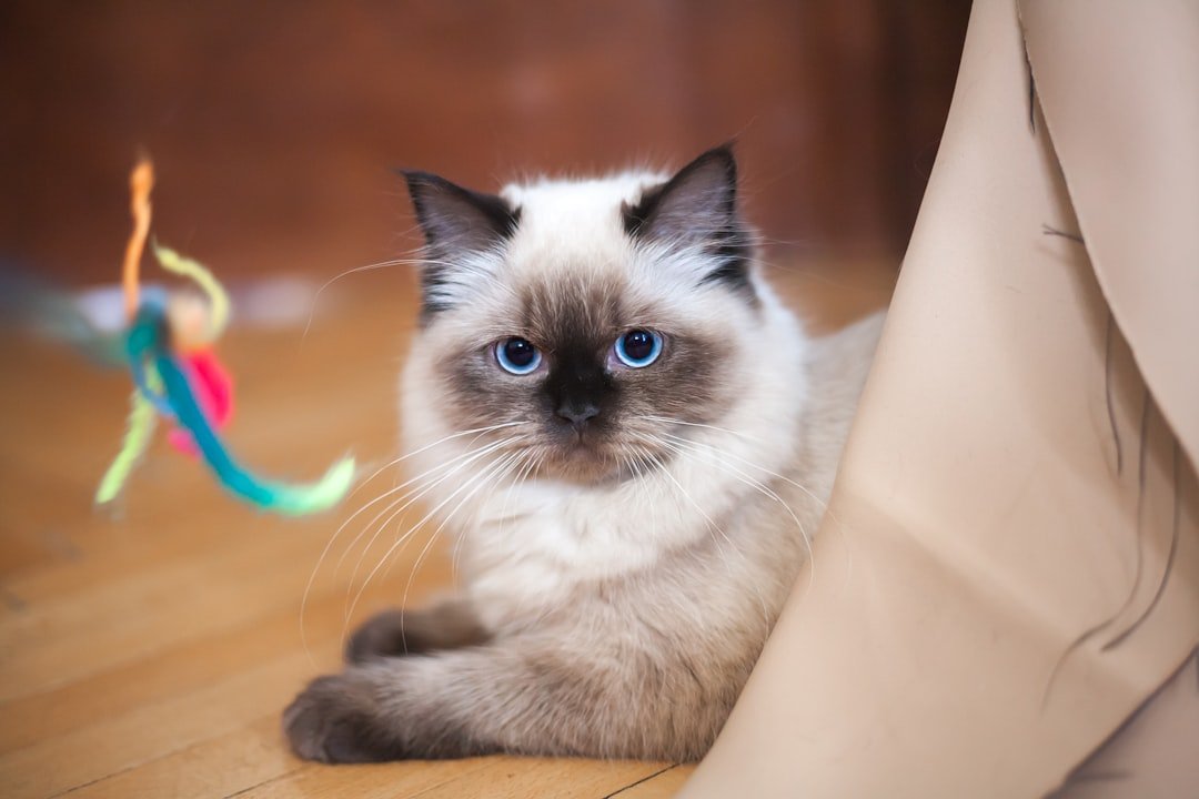 Avoid These Cat Breeds That Clash With Your Star Sign!