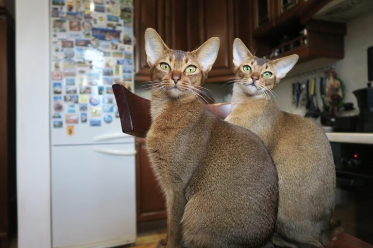 9 Independent Cats for Strong-Willed Zodiac Signs
