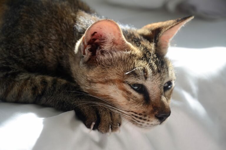 12 Ways Cats Say "I Miss You" After You Leave Home
