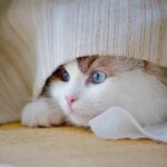 7 Common Sounds That Terrify Even the Bravest Cats