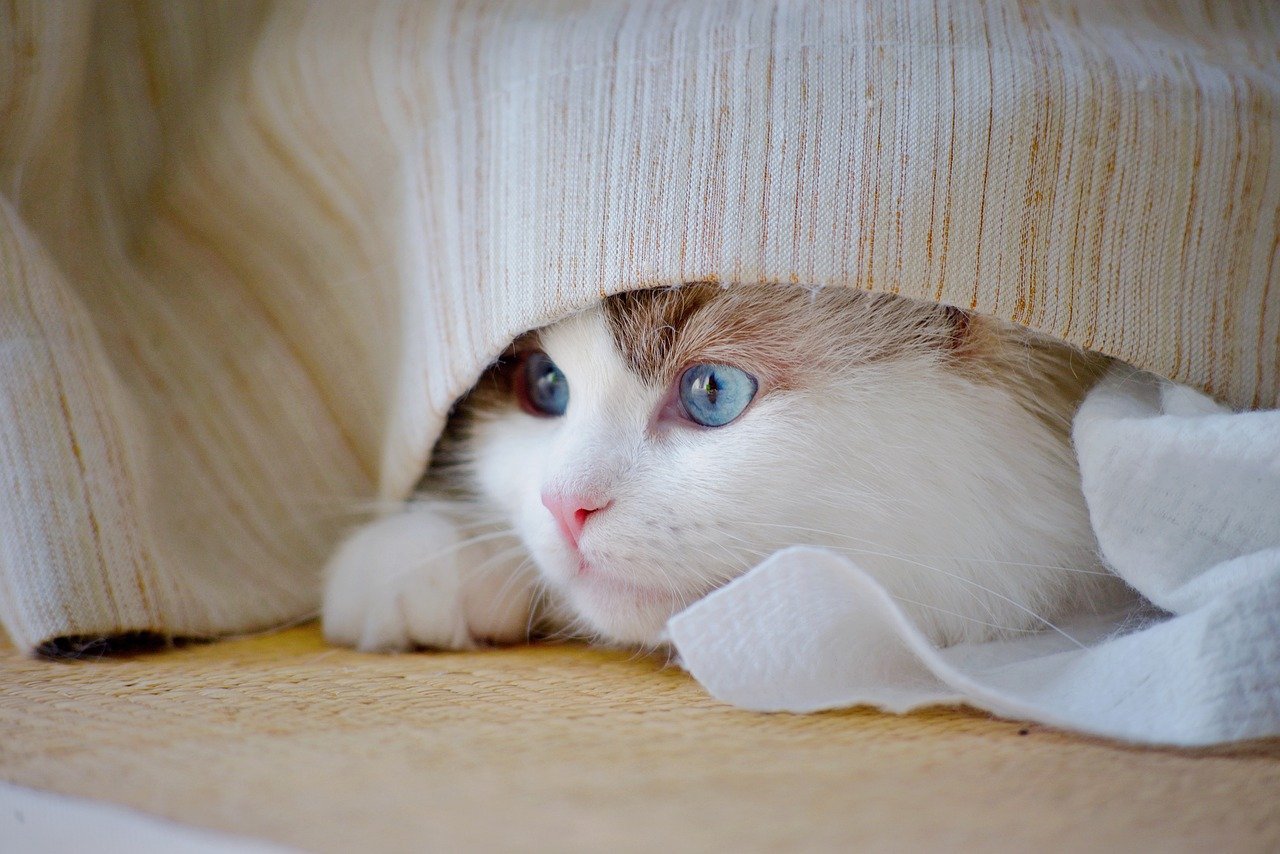 7 Common Sounds That Terrify Even the Bravest Cats