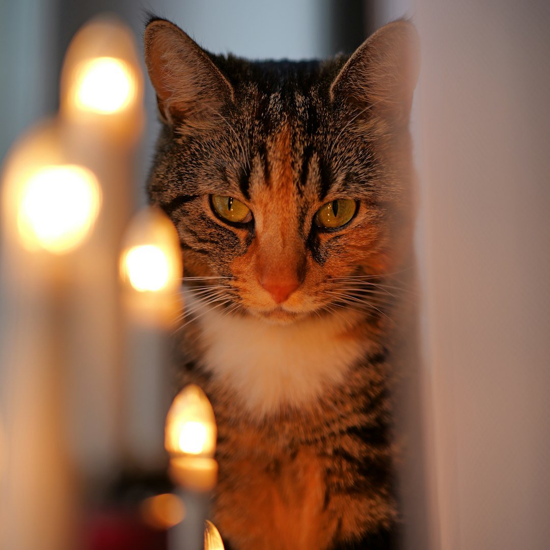 10 Signs Your Cat Is Plotting Mischief (and You're the Target)