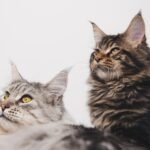 8 Cat Breeds That Thrive in Busy Households