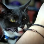 10 Unusual Things Cats Steal From Their Owners