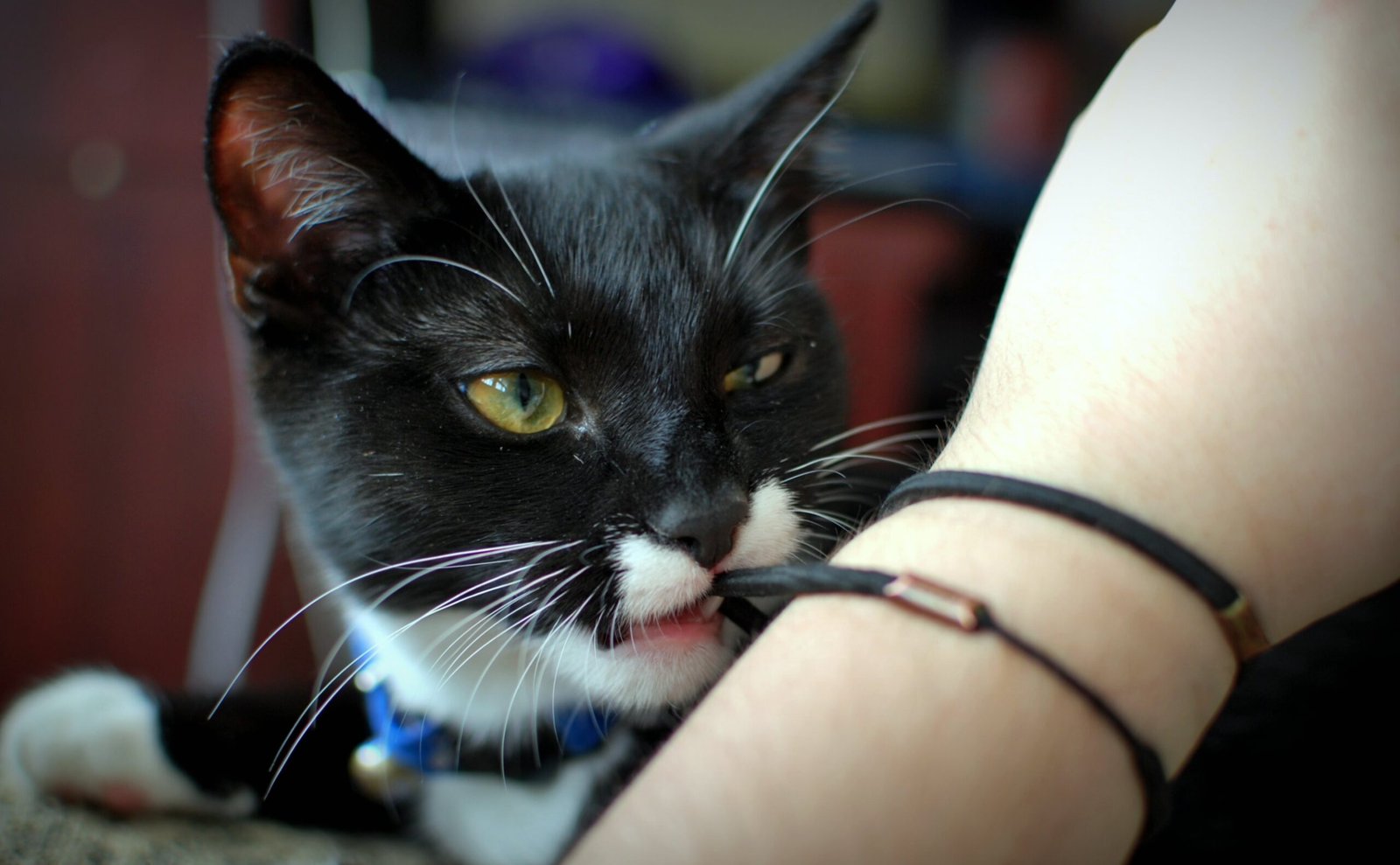 10 Unusual Things Cats Steal From Their Owners