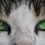 10 Emotional Truths Cats Reveal Through Their Eyes