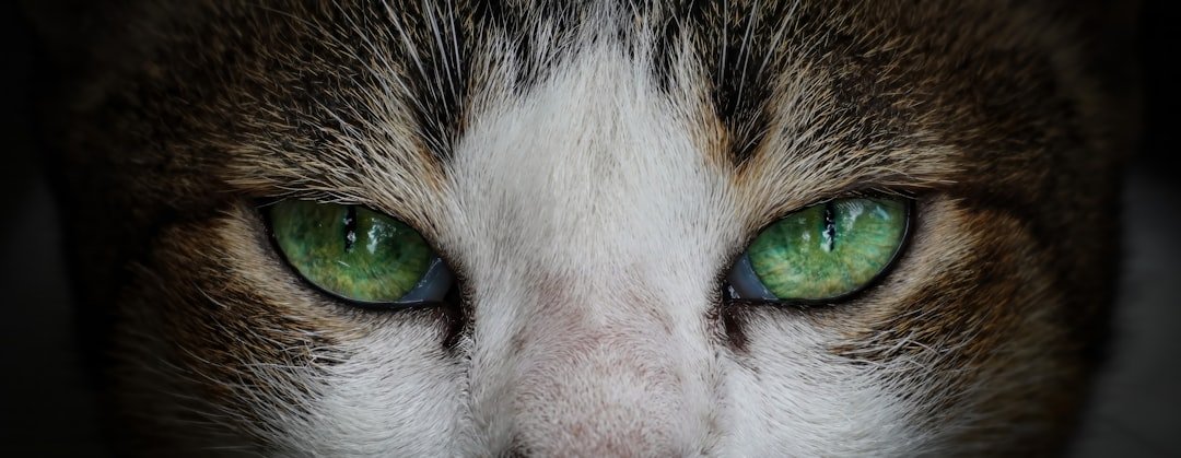 10 Emotional Truths Cats Reveal Through Their Eyes