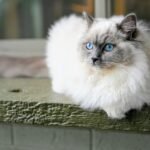 12 Cat Breeds With the Softest Fur You'll Ever Touch
