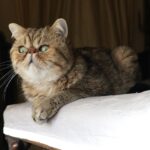 10 Cat Breeds That Flourish With Gentle Owners