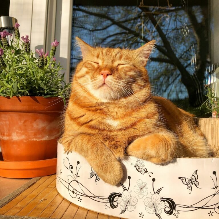 What Your Cat's Coat Says About Their Personality And Why They Chose You