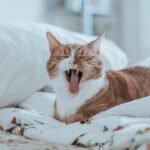10 Ways Cats Try to Wake You Up - Ranked by Persistence