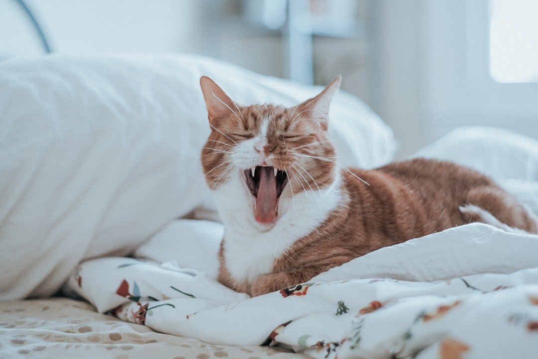 10 Ways Cats Try to Wake You Up - Ranked by Persistence