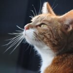 10 Cat Habits That Predict They'll Live a Long Life