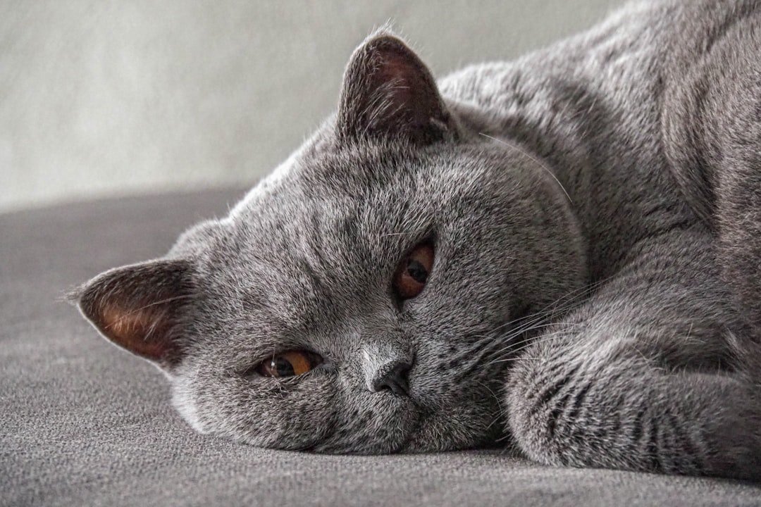 8 Cat Breeds Perfect for Small Apartments