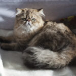 12 Cat Breeds That Are Surprisingly Affectionate Toward Strangers