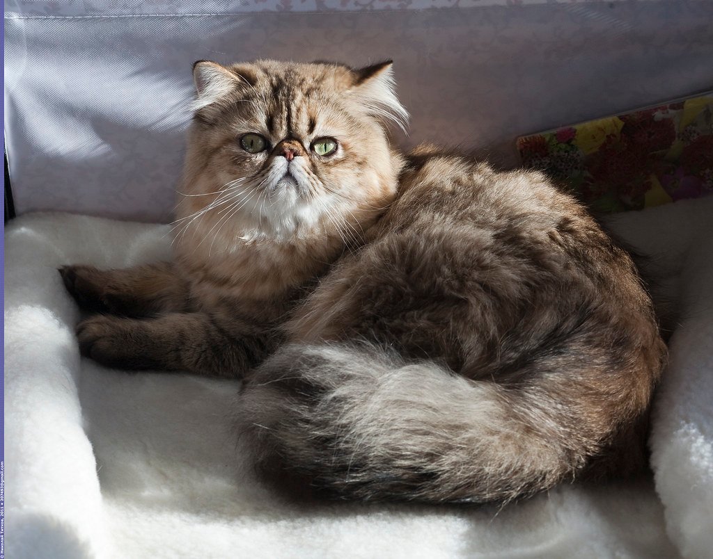 12 Cat Breeds That Are Surprisingly Affectionate Toward Strangers