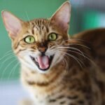 8 Cat Breeds Known for Their Mischievous Intelligence