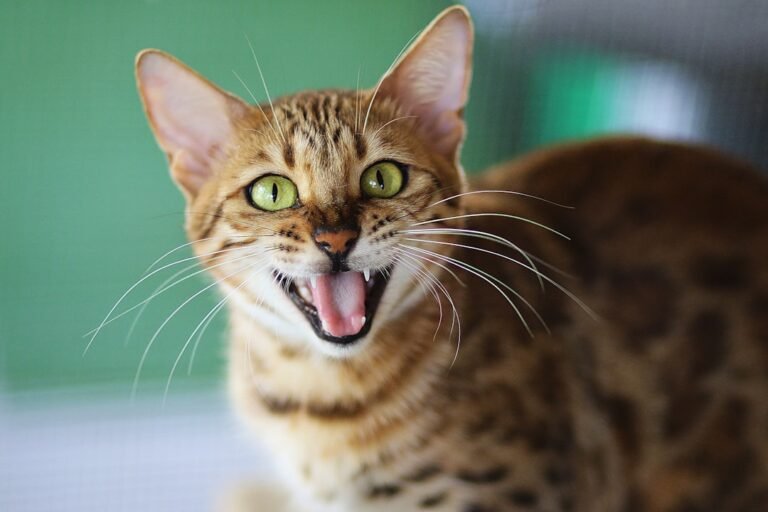 8 Cat Breeds Known for Their Mischievous Intelligence