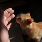 10 Cat Behaviors That Mean "I Trust You Completely"
