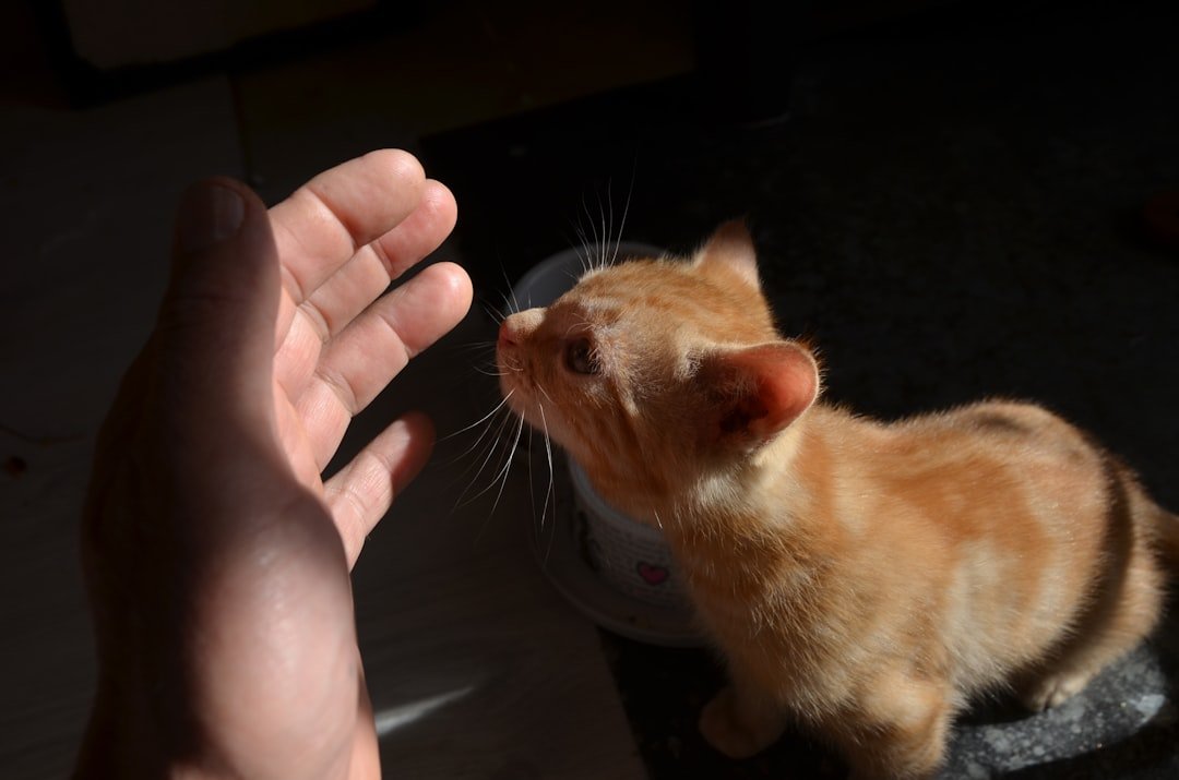 10 Cat Behaviors That Mean "I Trust You Completely"
