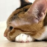 10 Signs Your Cat Is Overstimulated During Play