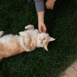 10 Little Things Cats Do to Make You Smile on Purpose