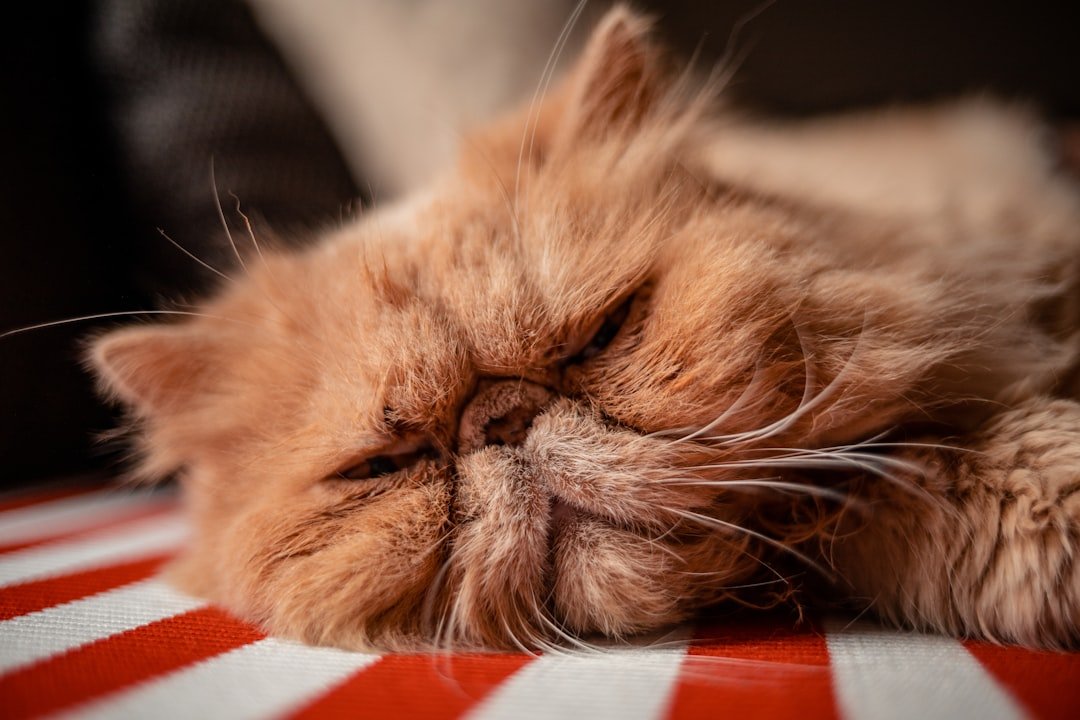 9 Cat Breeds With the Funniest Sleeping Positions