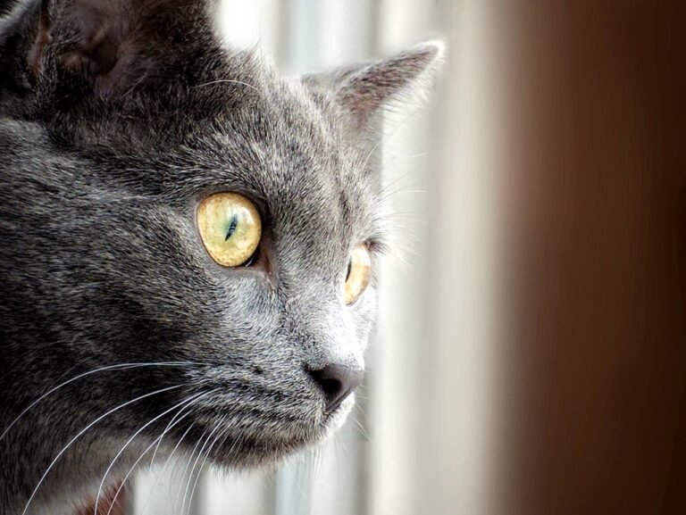 10 Times Cats Acted Like Psychics - Backed by Real Stories