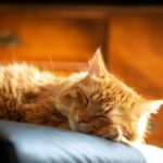 10 Reasons Cats Choose Strange Places to Sleep