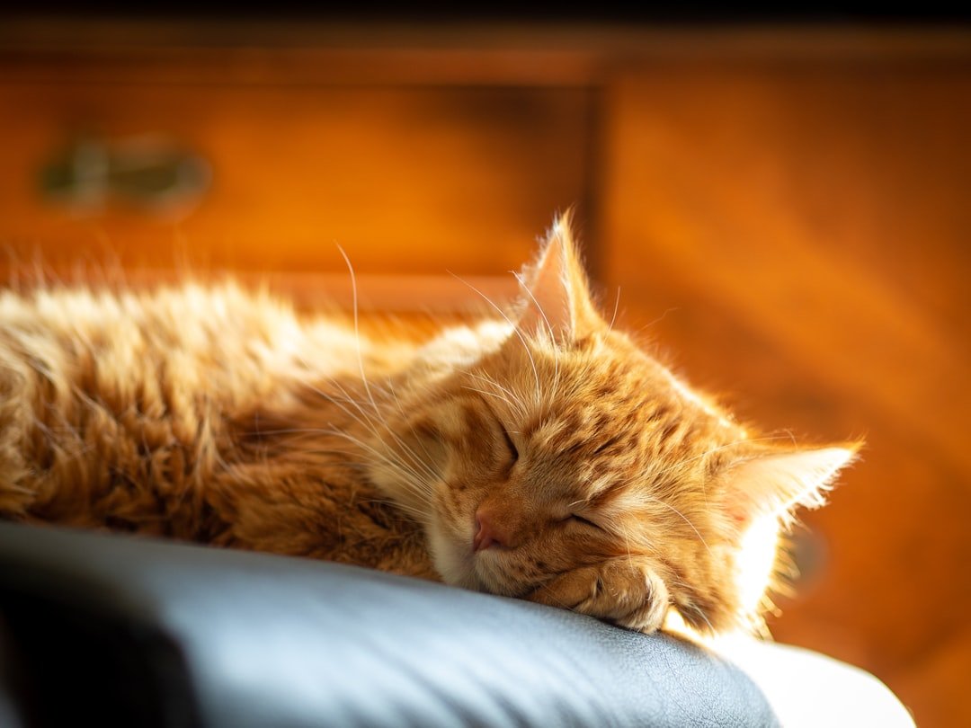 10 Reasons Cats Choose Strange Places to Sleep