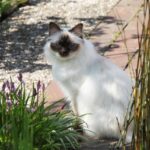 9 Quiet Cat Breeds Ideal for Light Sleepers
