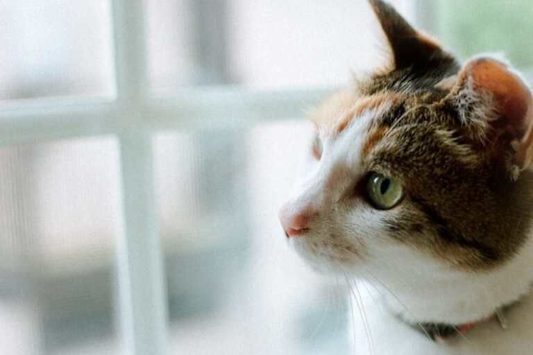10 Cat Myths Even Lifelong Owners Still Believe
