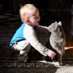 10 Cat Breeds That Handle Kids Like Pros