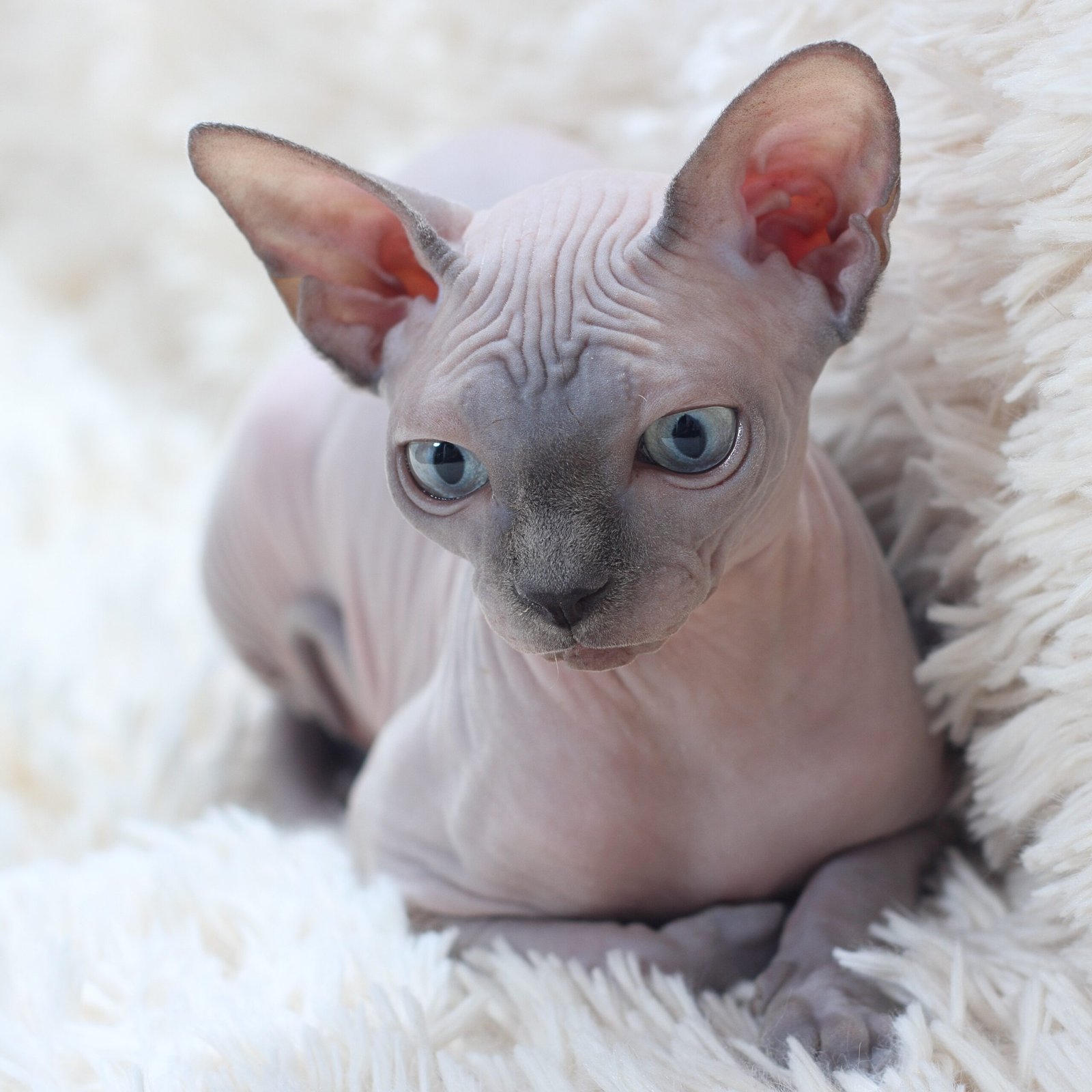 12 Cat Breeds That Shed Less Than You Think