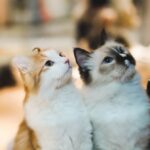 10 Emotional Moments Only Multi-Cat Owners Understand