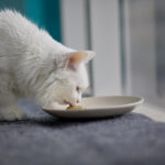 9 Foods That Calm an Anxious Cat Naturally