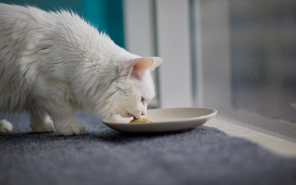 9 Foods That Calm an Anxious Cat Naturally