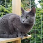 10 Cat Breeds That Excel at Learning Tricks