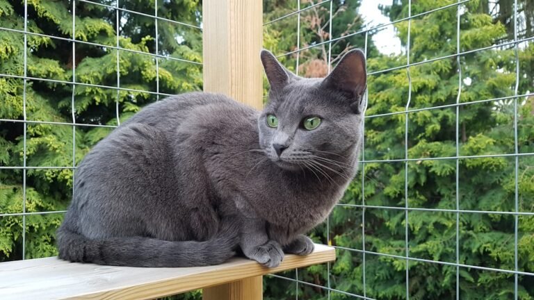 10 Cat Breeds That Excel at Learning Tricks
